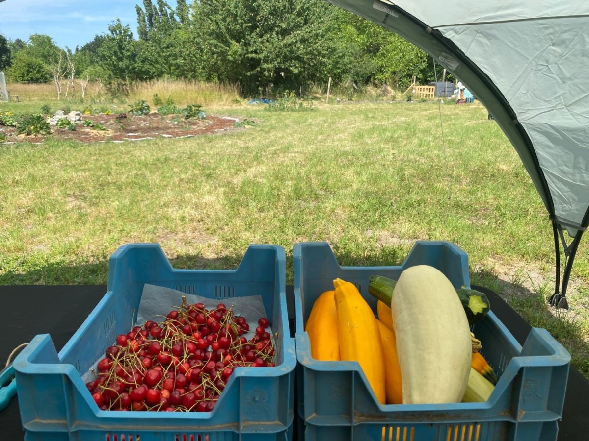 Een blauwe krat met kersen en een andere blauwe krat met diverse groenten zoals courgettes en een grote witte pompoen, met een groene achtergrond van gras en bomen.